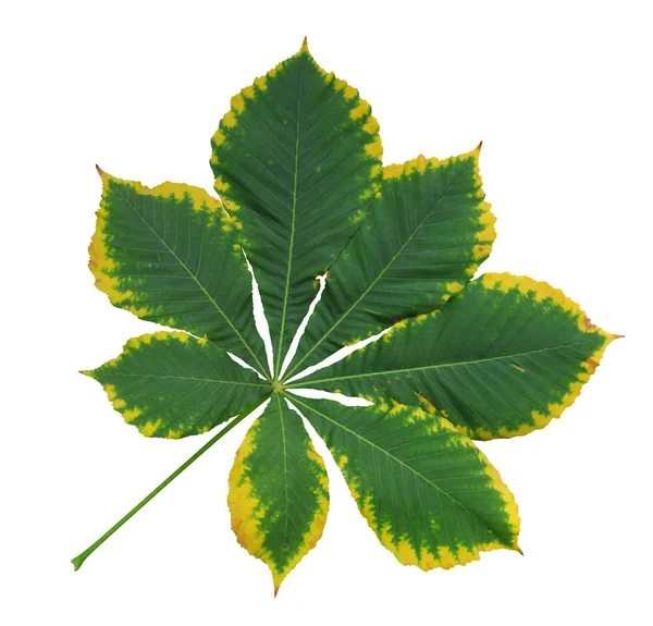 Herbstblatt der Kastanie — Stockfoto