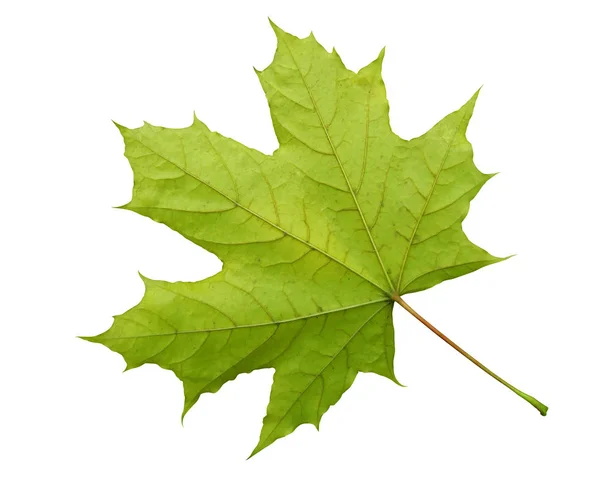 Zöld Maple Leaf elszigetelt — Stock Fotó