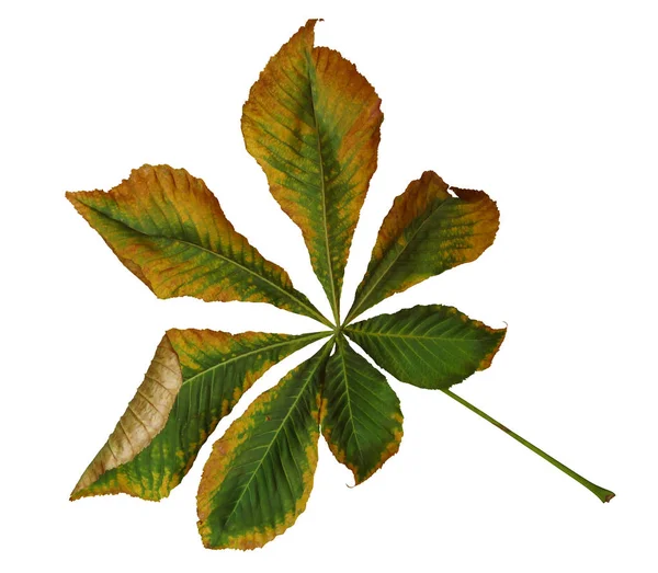 Frunză uscată de castan — Fotografie, imagine de stoc