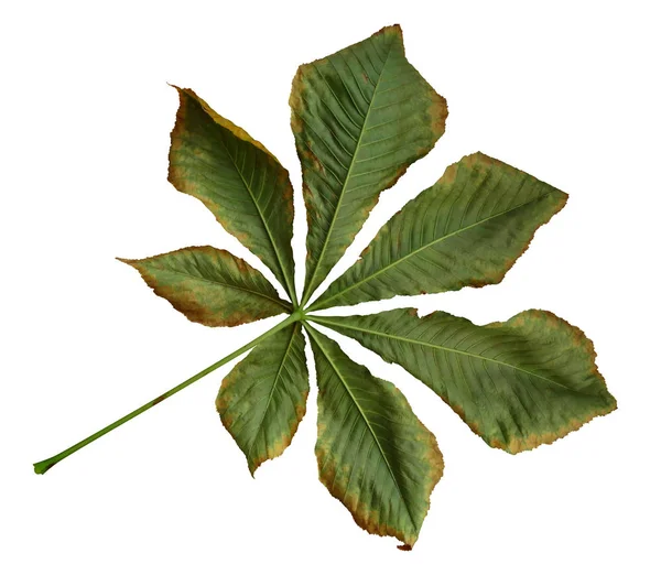 Сухой лист каштана — стоковое фото
