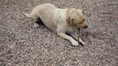 büyük köpek çakıl yol ile bahçesinde bir dal sopa kemiriyor