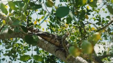 Dev vahşi kertenkele Sri Lanka Ulusal Parkı 'nda güneş ışığı altında güneşli egzotik ağaç dalında dinleniyor.