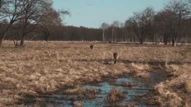 Küçük geyikler sonbahar günü safariye çıkar. Kahverengi geyik çayırda otlar.
