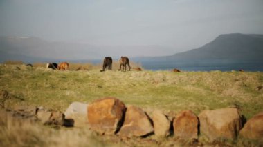 Vahşi İzlandalı at sürüsünün manzaralı manzarası. Suyun yakınındaki tarlada birlikte yürüyüp ot yiyorlar.