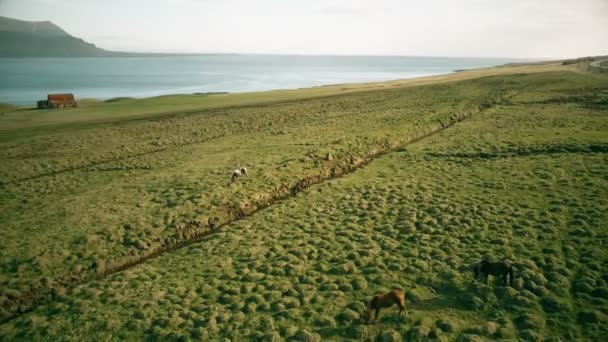 アイスランドの美しい風景の空中風景海岸の溶岩原で放牧された馬の群れ — ストック動画