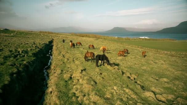 アイスランドの海の美しい景色の海岸の溶岩原で放牧馬の群れの空中ビュー — ストック動画