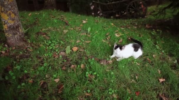 Söt Svart Och Vit Katt Leker Med Brun Groda Gräset — Stockvideo