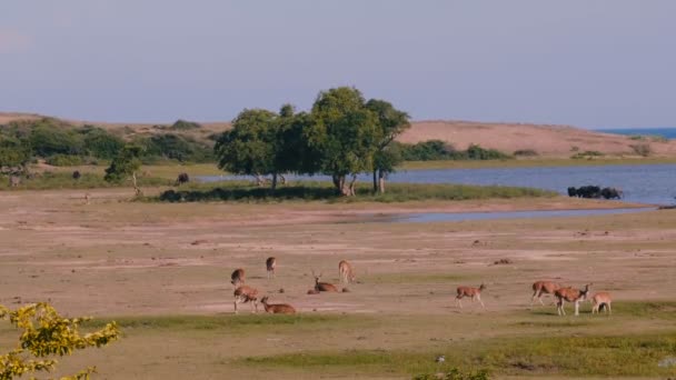 Amazing Panoramic Wide Shot Several Wild Animal Groups Natural Habitat — Stock Video