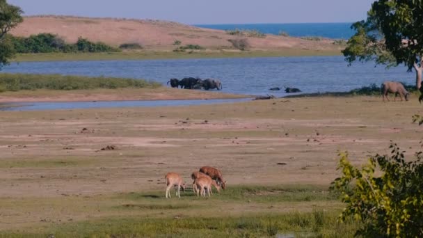 Amazing Wide Shot Wildlife Scenery Several Wild Animal Groups Antilopas — Stock Video