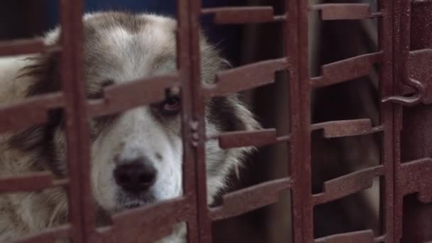 Красивая Большая Собака Сидит Металлической Клетке Грусть Глядя Снаружи Бездомное — стоковое видео