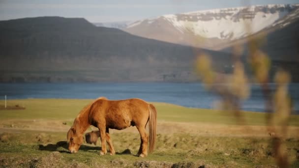 Beau Gingembre Cheval Icelandique Manger Herbe Pâturage Sur Ferme Animale — Video