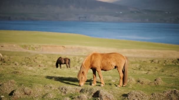 Belo Cavalo Gengibre Icelandic Pastoreando Fazenda Animais Prados Fora Cidade — Vídeo de Stock