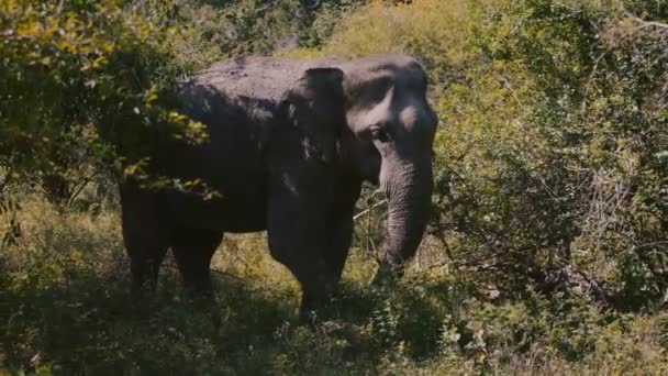 自然の中で緑の草を食べる大穏やかな野生の象の美しい写真日当たりの良いスリランカの夏の森 — ストック動画