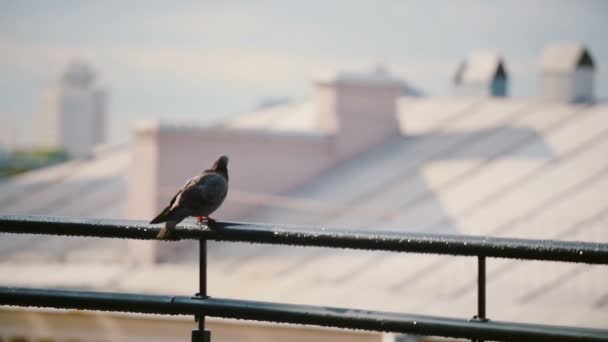 Pássaros Sentam Parapeito Telhado Pombo Dia Ensolarado Que Olha Volta — Vídeo de Stock