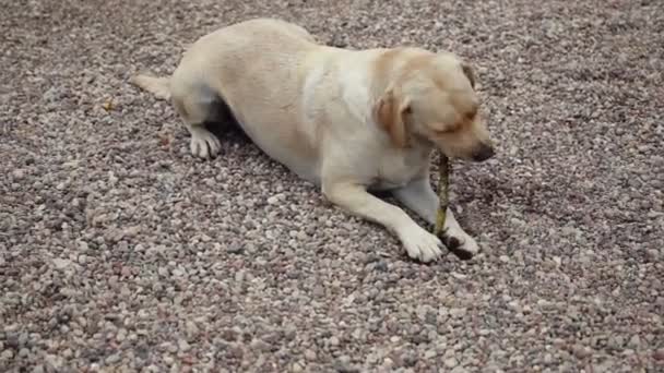 Stor Hund Gnager Filial Pinne Gården Med Grus Väg — Stockvideo