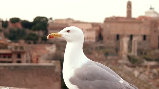 Vista Perto Gaivota Branca Sentado Topo Telhado Olhando Redor Pássaro — Vídeo de Stock