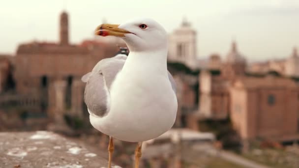 Close Zicht Witte Meeuw Zitten Het Dak Vogeltje Heft Een — Stockvideo