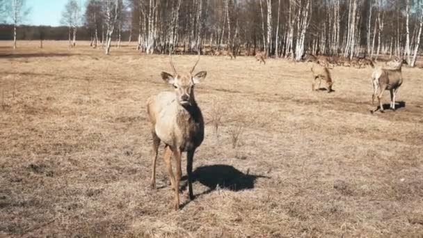 秋の牧草地で野生の鹿の餌を食べながら野生の鹿の群れの上に立つ可愛い小鳥 — ストック動画