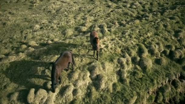 Helicóptero Sobrevoando Dois Cavalos Campo Lava Iceland Animais Selvagens Pastando — Vídeo de Stock