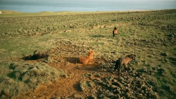 溶岩原で野生の馬の放牧の上を飛ぶコプター海の岸に砂の中を動物が転がる — ストック動画