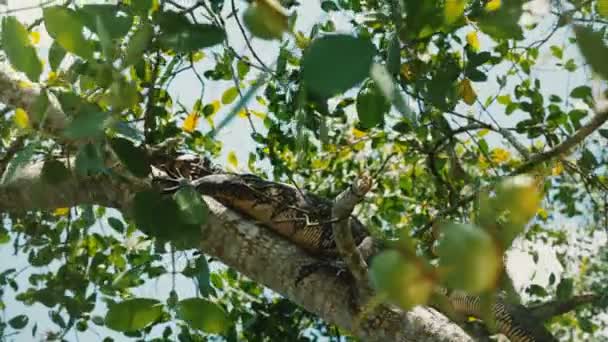 Gigante Goanna Salvaje Monitor Lagarto Descansando Soleado Árbol Exótico Rama — Vídeo de stock