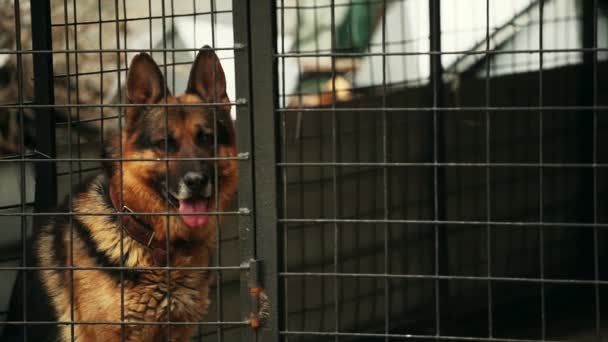 德国牧羊犬坐在笼子里 — 图库视频影像