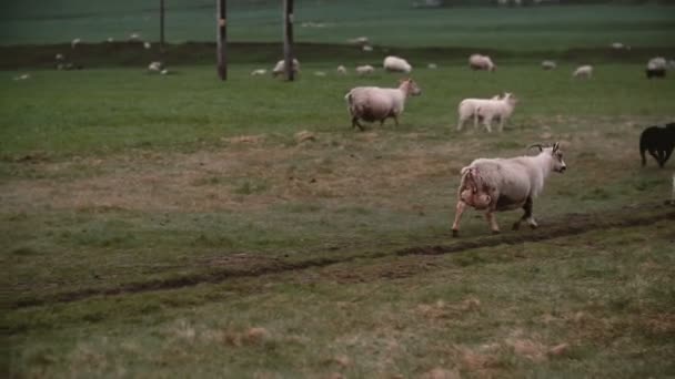 Стадо Белых Овец Пасущихся Горном Поле Вместе Овцами Ягнятами Идущими — стоковое видео