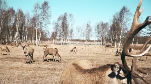 農場の秋の牧草地で野生動物の群れの中を歩く多くの美しい茶色の鹿やファン — ストック動画