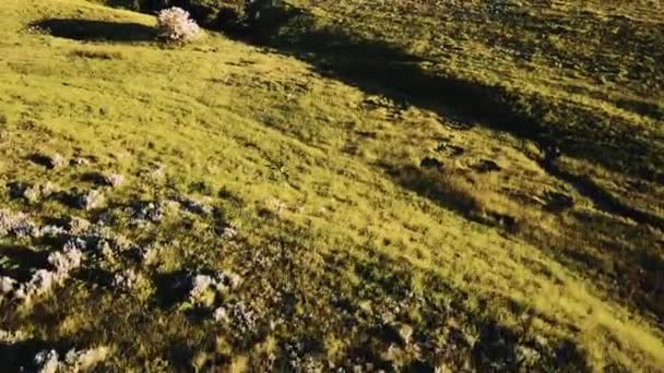 无人机跟随成群的野鹿奔跑在草原田野的壮丽草原景观花卉 — 图库视频影像