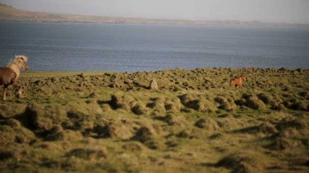 Vista Panoramica Bella Natura Branco Cavalli Selvatici Ghiacciati Che Corrono — Video Stock