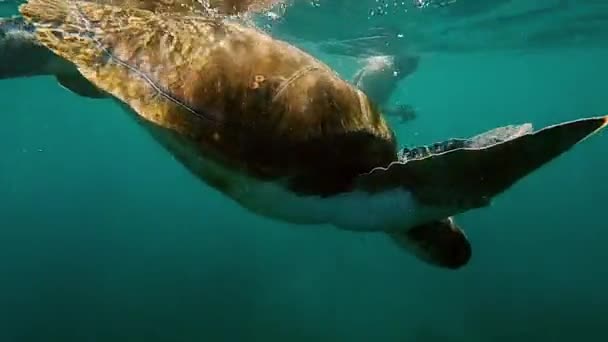 Deniz Kaplumbağası Cam Deniz Yüzeyinden Aşağıya Doğru Yüzüyor Berrak Mavi — Stok video