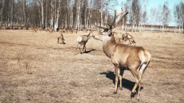 Mnoho Krásných Hnědých Jelenů Kolouchů Kráčejících Přírodě Stádo Divokých Zvířat — Stock video