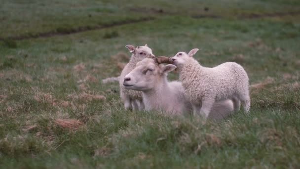 羊躺在绿地上 两只白色的羊羔站在妈妈身边 用她的角玩耍 — 图库视频影像
