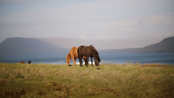 两只美丽的冰岛人马与野生动物一起在城外的田园或牧场吃草 — 图库视频影像