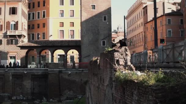 Ansicht o quadrat des largo di torre argentina in rom italien Standort der archäologischen Ausgrabung die Katze sitzt auf der Ausgrabung