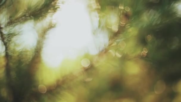 Nahaufnahme Der Immergrünen Nadel Der Kiefer Schönen Frischen Waldhintergrund Bei — Stockvideo