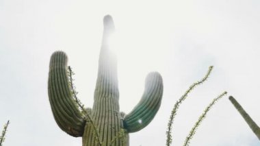 Arizona çölündeki dev saguaro kaktüsünün arkasından parlıyor. Amerika 'nın güneybatısının sembolik sembollerinden biri.