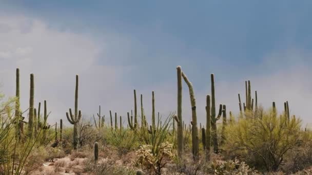 Amazing Atmospheric Background Shot Large Saguaro Cactus Field Clear Hot — Stock Video