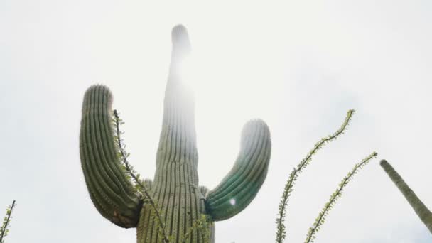 Bakgrundsljus Sol Skiner Från Bakom Jätte Lång Saguaro Kaktus Arizona — Stockvideo