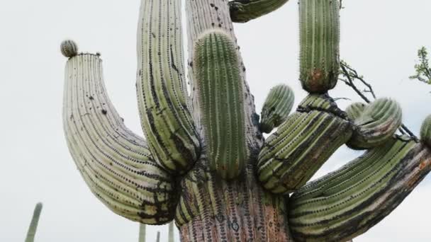 Bella Atmosferico Vicino Panning Colpo Grande Lussureggiante Cactus Saguaro Maturo — Video Stock