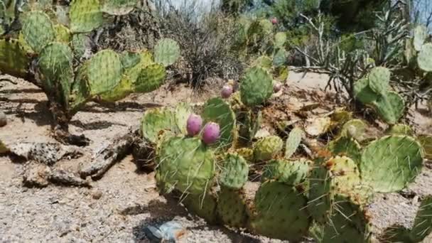 Hermoso Primer Plano Florecimiento Púrpura Espinoso Nopal Cactus Creciendo Verano — Vídeo de stock