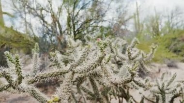 Kuru Arizona çölünde yetişen mor çiçekli baston kaktüsünün yakın çekimleri çok güzel.