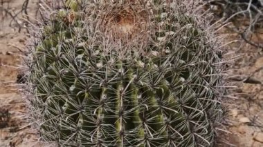 Yüksek açılı kamera, kuru sıcak Arizona çölünde yetişen küçük balık kancası kaktüsünün etrafında hareket eder.