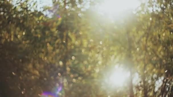 Prachtige Natuur Landschap Het Bos Bij Lente Zon Stralen Schijnt — Stockvideo