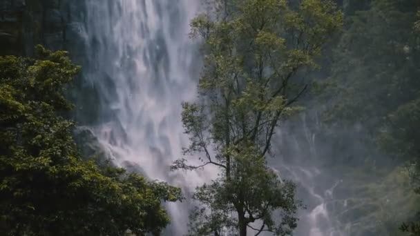 Belo Tiro Médio Árvore Verde Frente Grande Cachoeira Selva Correndo — Vídeo de Stock