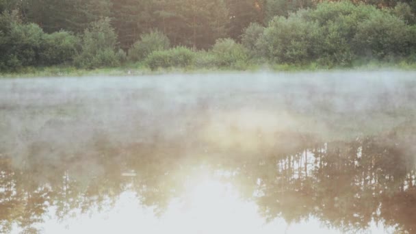 Όμορφο Τοπίο Της Φύσης Στο Δάσος Ομίχλη Λευκό Καπνό Πάνω — Αρχείο Βίντεο