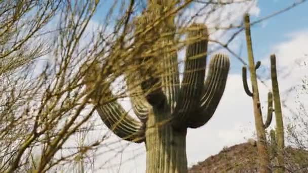 Macchina Fotografica Scivola Dietro Cespuglio Rivelare Epico Grande Cactus Saguaro — Video Stock