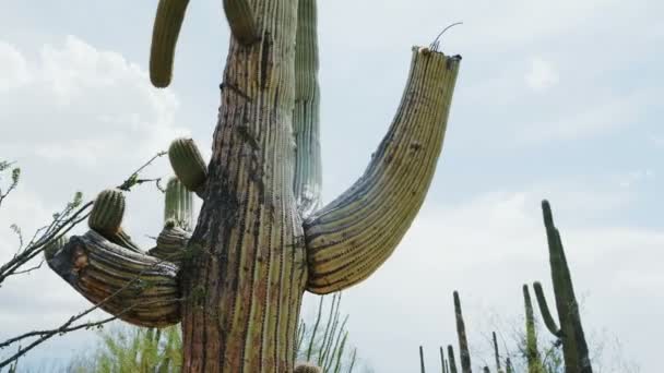 Vicino Basso Angolo Fotocamera Muove Intorno Grande Lussureggiante Cactus Saguaro — Video Stock