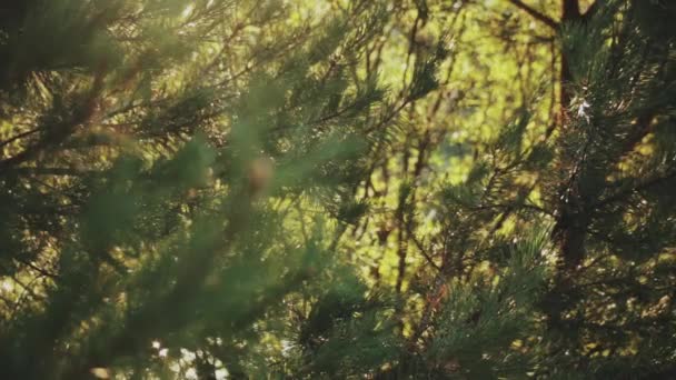 Närbild Granen Gren Med Nålar Skogen Vacker Natur Landskap Solig — Stockvideo