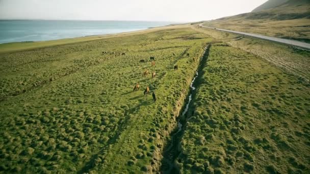 Helikopter Lav Tarlasının Üzerinde Uçuyordu Üzerinde Vahşi Atlar Vardı Zlanda — Stok video
